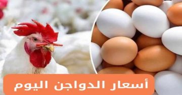 «خزني يا ست الكل».. أسعار الفراخ البيضاء اليوم الأحد 27 يوليو 2025 استقرار كبير قبل الزيادة الجديدة