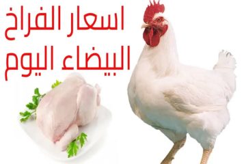 “الدواجن بكام يا ست الكل ”.. سعر كيلو الفراخ البيضاء اليوم الأحد 27 يوليو 2025 في الأسواق المصرية والمزارع.. آخر تحديث 