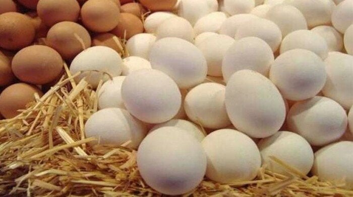 تحديث سعر كرتونة البيض في بورصة الدواجن اليوم الأربعاء 6 أغسطس 2025