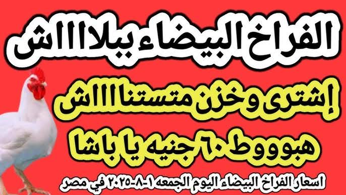 «الحقي خزني يا حجة ».. أسعار الفراخ البيضاء اليوم الجمعة 1 أغسطس 2025 في بورصة الدواجن والأسواق