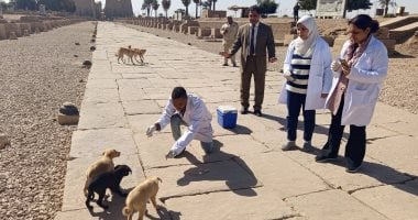 اونلي ليبانون: مجلس الشيوخ يفتح ملف الكلاب الضالة.. لجنة الزراعة: 1.6 مليون حالة عقر وتكلفة العلاج تقترب من ملياري جنيه.. مقترحات برسم 30 جنيهًا على إيصال الكهرباء لبناء الملاجئ والقتل الرحيم بعد استطلاع رأي الأزهر والكنيسة